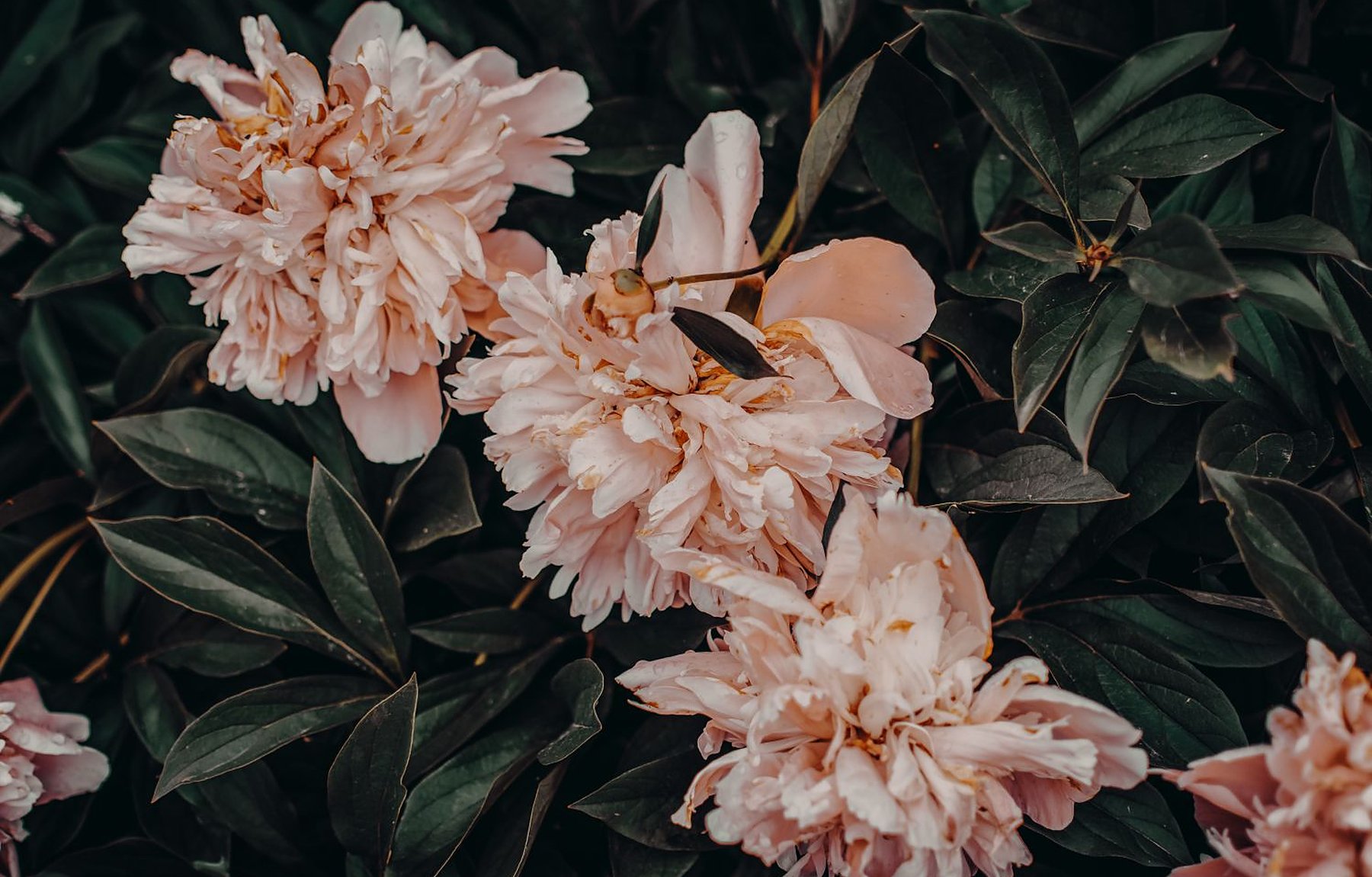 Blooming flowers at Frasier's Nursery