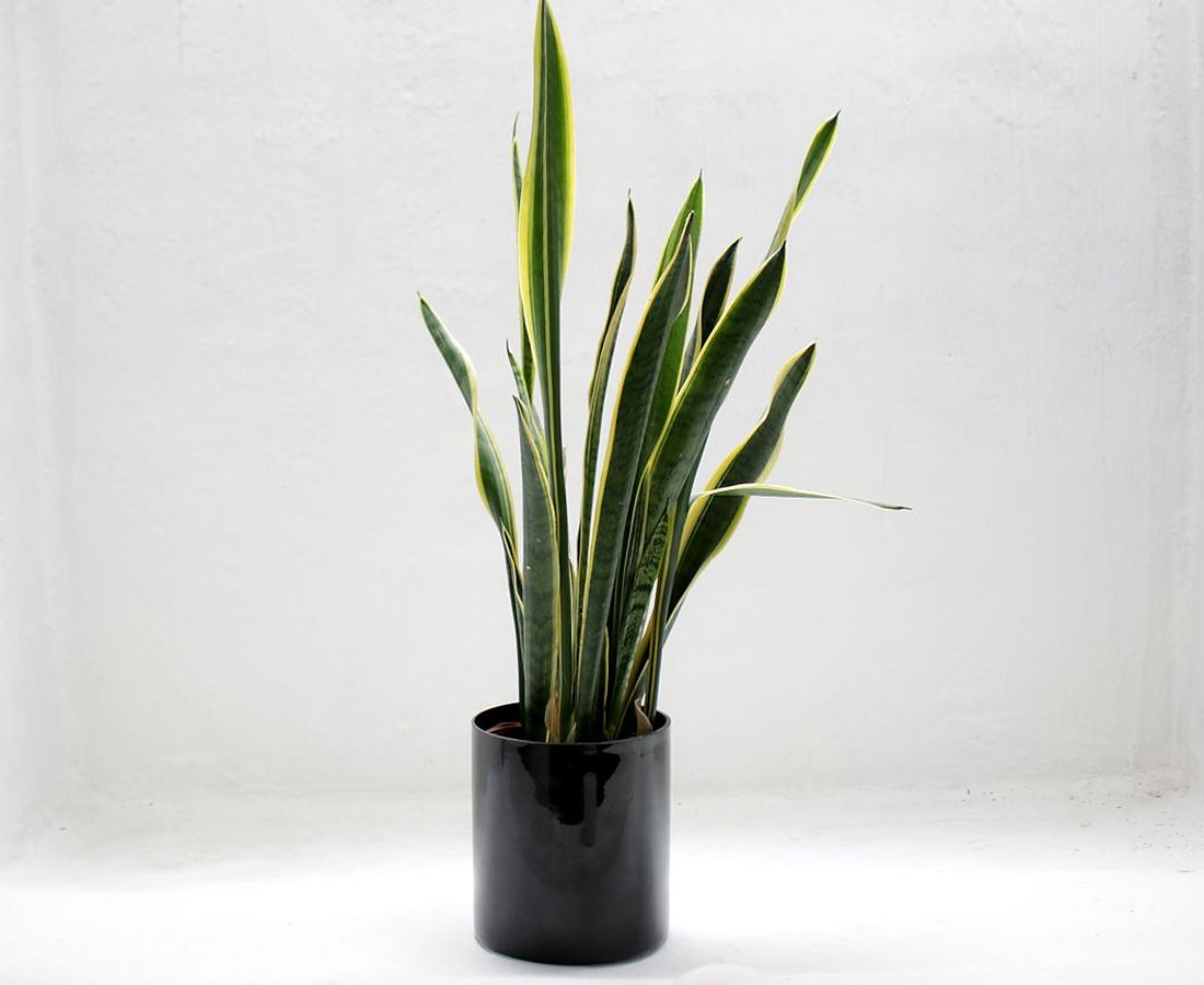 Healthy potted plants ready for a new home