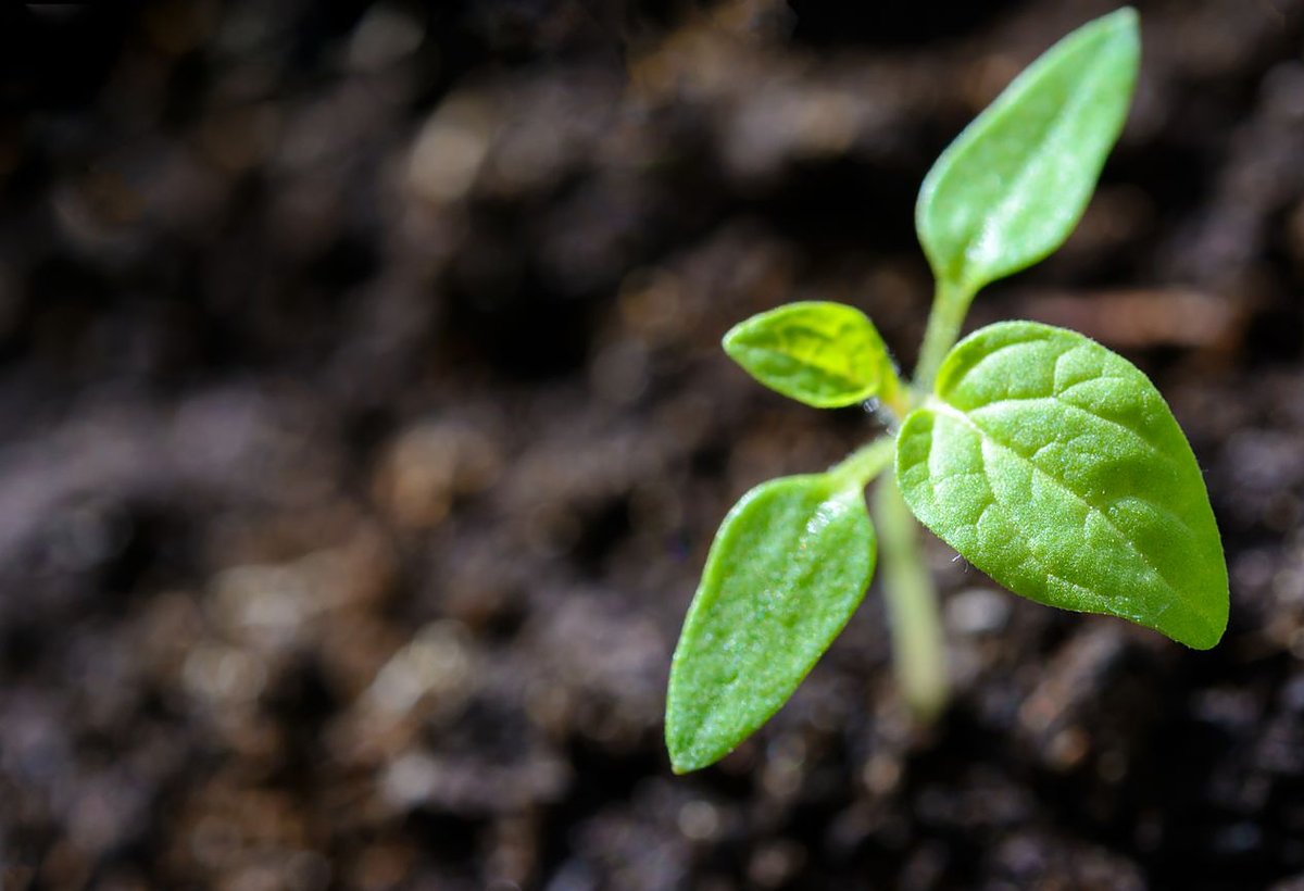 Non-GMO organic seeds