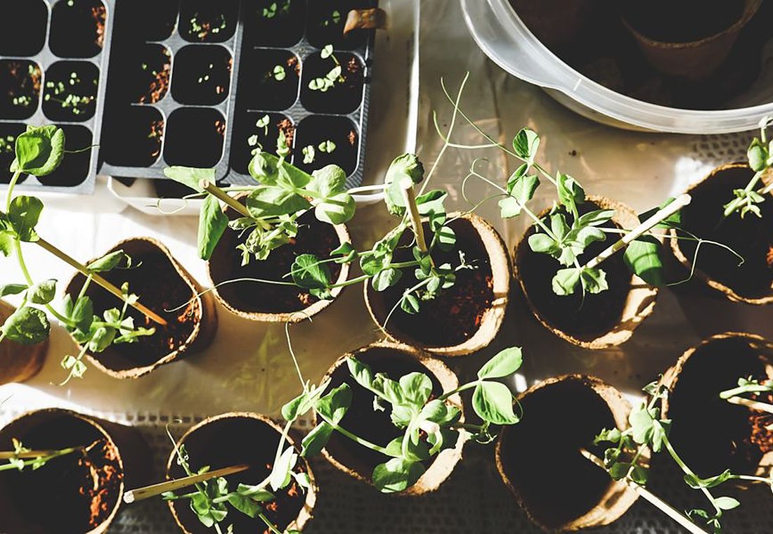 Seed trays sprouting in the nursery