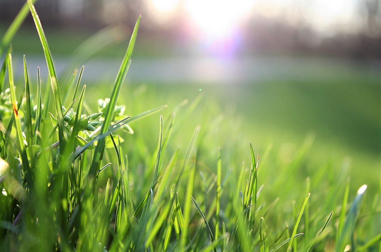 Shade trees, fruit trees, and shrubs suited to the Gulf Coast