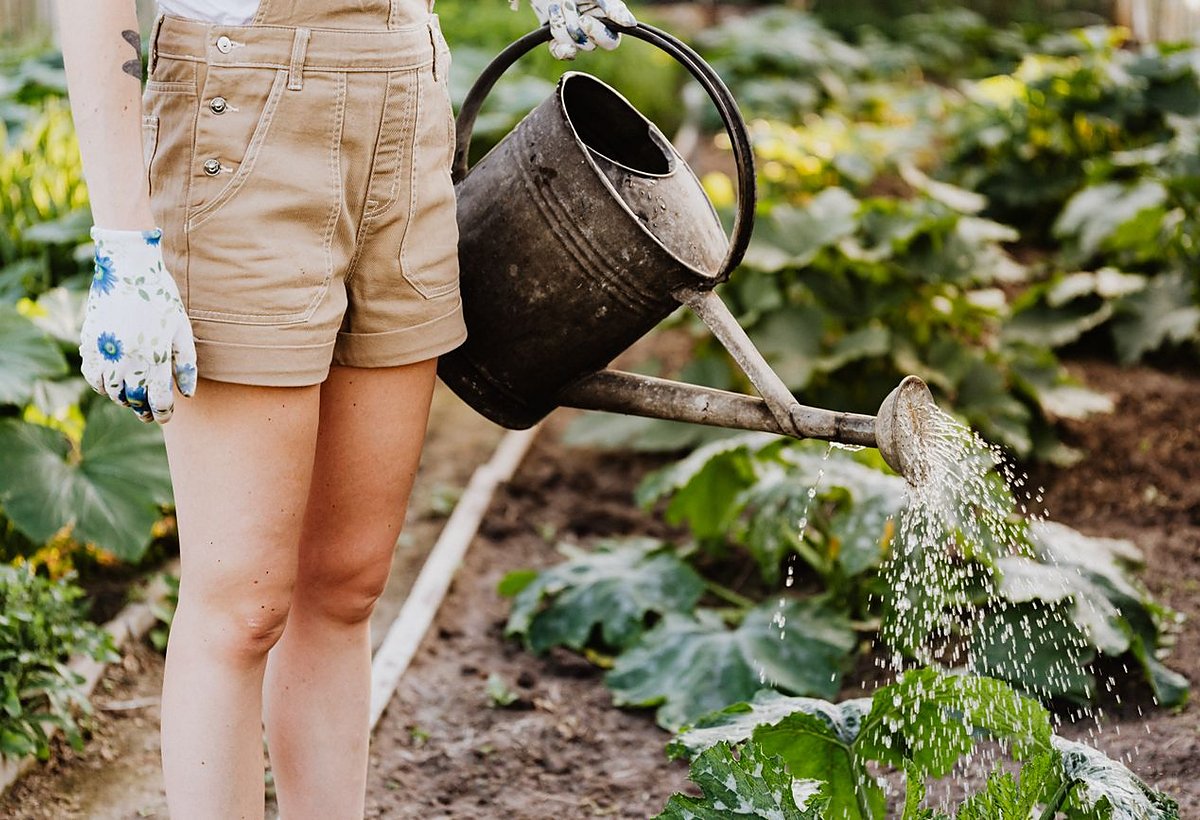 A freshly planted garden being watered in